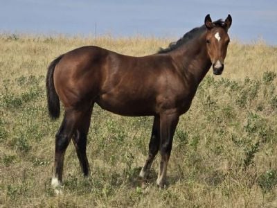 Whiskey Up Poison JW<BR>AQHA 6494223